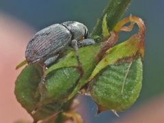 Tychius meliloti