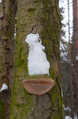 Fomitiporia hartigii