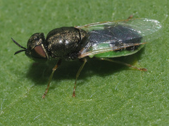Oplodontha viridula