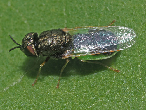 Common Green Colonel, photo 5 of 8