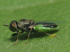 Oplodontha viridula