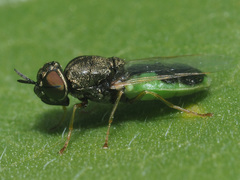 Oplodontha viridula