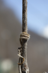 Pueraria montana lobata