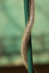 Pueraria montana lobata