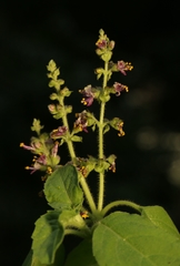 Ocimum tenuiflorum
