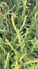 Crassula muscosa