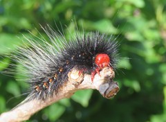 Lepidoptera