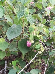 Dombeya wallichii