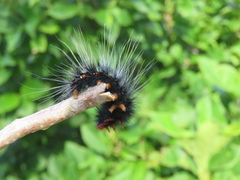 Lepidoptera