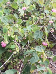 Dombeya wallichii