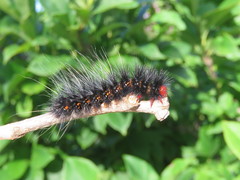 Lepidoptera