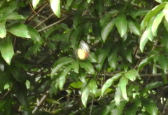 Delias pasithoe