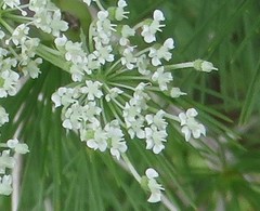 Daucus