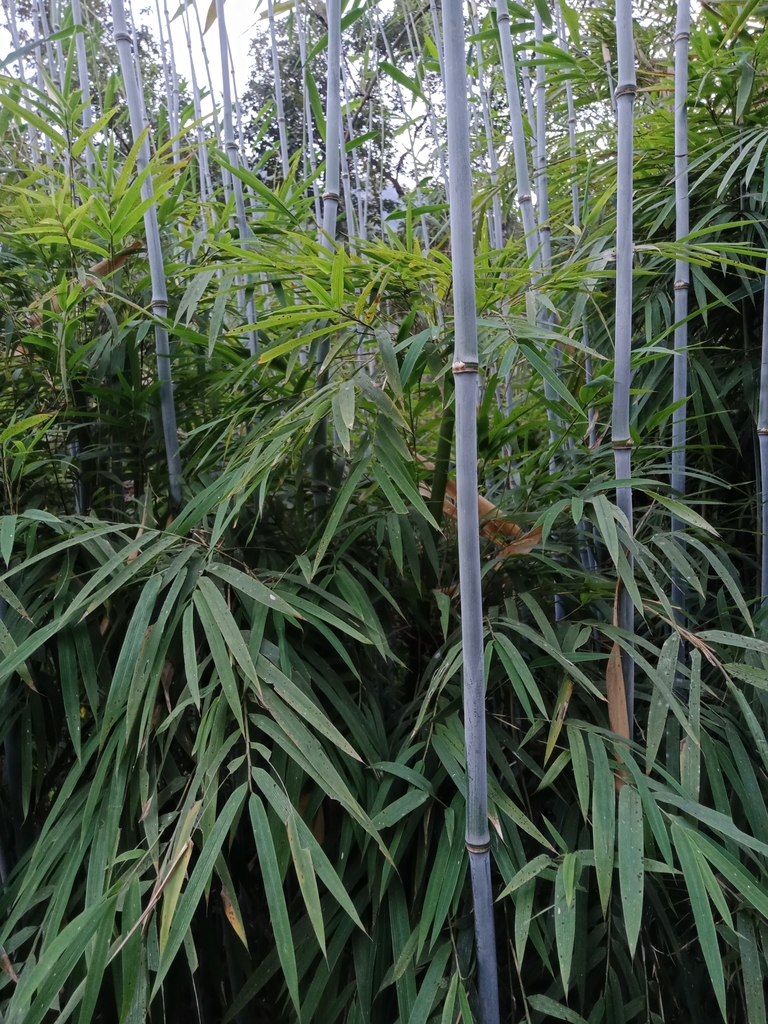 Drepanostachyum falcatum