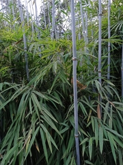 Himalayan bamboo (Drepanostachyum)