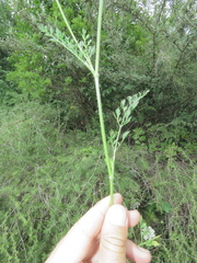 Daucus