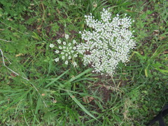 Daucus
