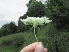 Daucus