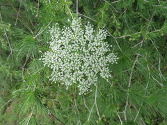 Daucus