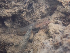 Wuhanlinigobius polylepis