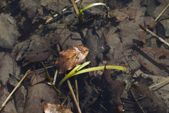 Sparganium erectum