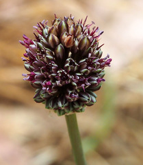 Allium curtum