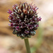 Allium curtum - Photo (c) Ron Frumkin, algunos derechos reservados (CC BY-NC), subido por Ron Frumkin