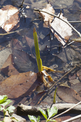 Sparganium erectum