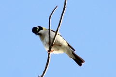 Melithreptus gularis