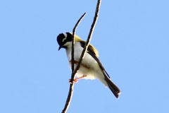 Melithreptus gularis