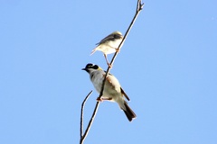 Melithreptus gularis
