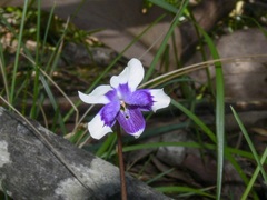 Viola eminens