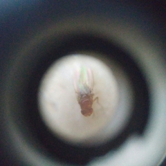 Drosophila