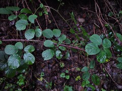 Rubus errabundus