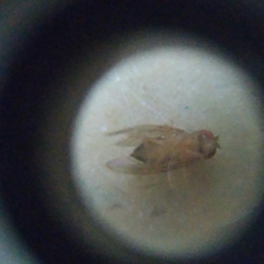 Drosophila
