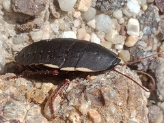 Polyzosteria limbata