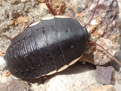 Polyzosteria limbata