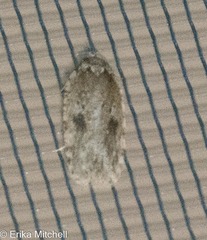 Agonopterix canadensis