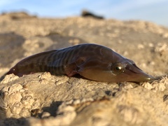 Lepadogaster lepadogaster