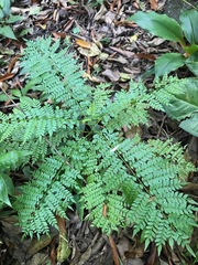Jacaranda obtusifolia