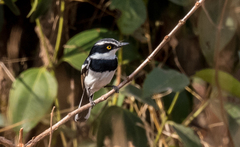 Batis senegalensis
