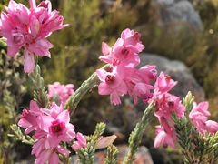 Erica eugenea