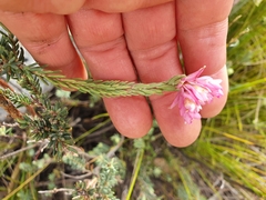 Erica eugenea