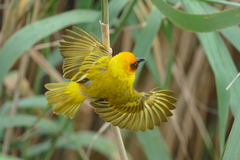 Ploceus xanthopterus marleyi