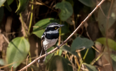 Batis senegalensis