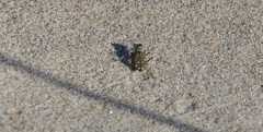 Cicindela oregona oregona