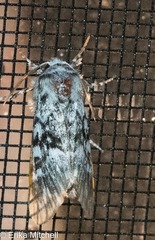 Panthea acronyctoides