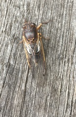 Gelidea torrida
