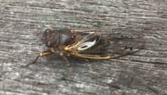 Gelidea torrida