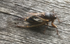 Gelidea torrida